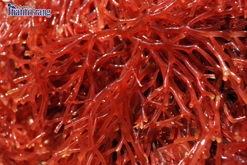 Tại sao Canxi từ tảo biển đỏ là bí quyết phát triển chiều cao tối ưu tuổi dậy thì